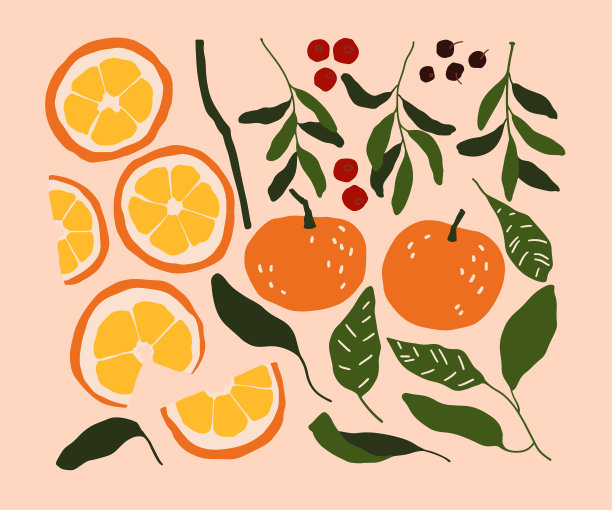 矢量冬季橙子和树叶插图。手绘橘子，槲寄生叶和浆果。图片下载
