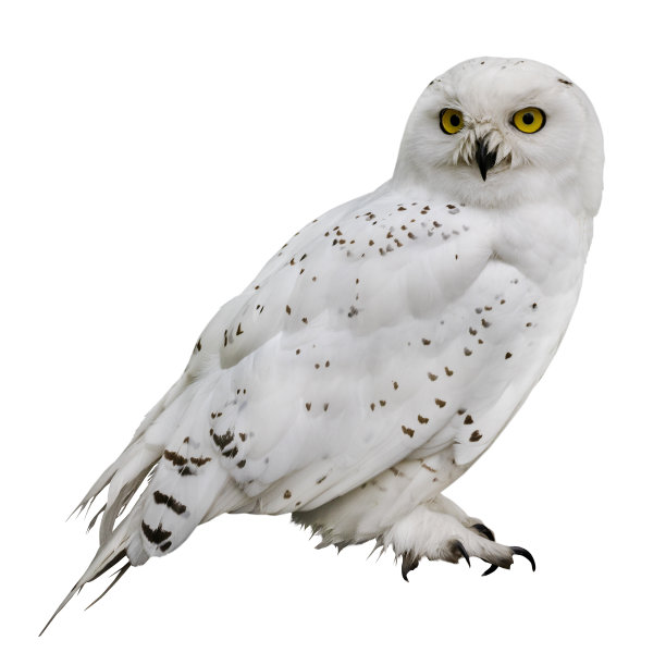 在白色的小斑点上的极地猫头鹰图片下载