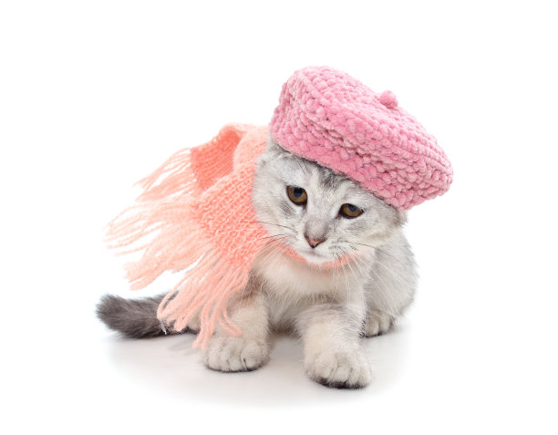 戴着帽子和围巾的猫。图片下载