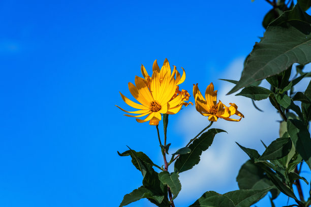 盛开的洋姜。图片下载