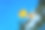盛开的洋姜。图片下载