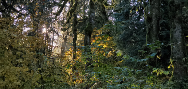 明亮的背光针叶林在早晨在不列颠哥伦比亚，加拿大图片下载