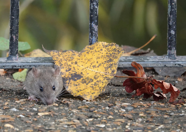 一张可爱的照片，一只棕色的老鼠挤在金属栅栏下，旁边是地上的秋叶。图片下载