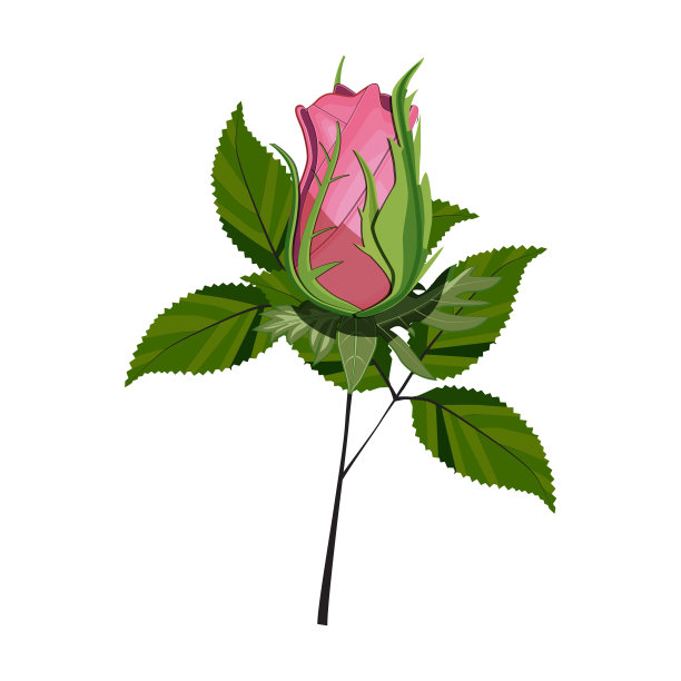 红玫瑰花框边孤立。矢量图图片下载