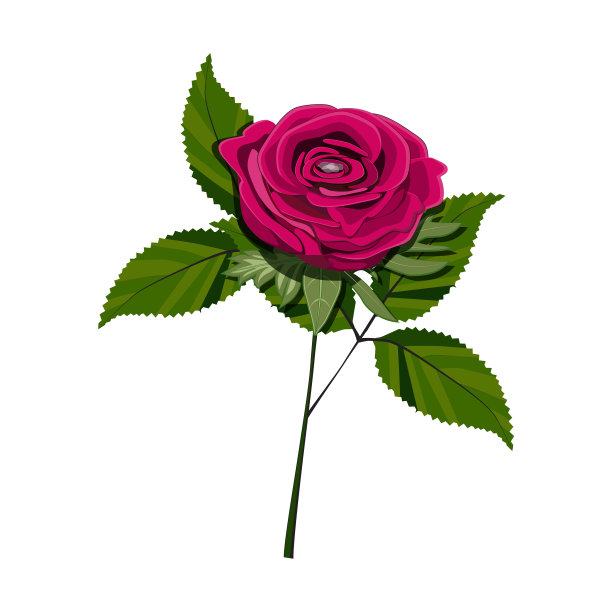 红玫瑰花框边孤立。矢量图图片下载