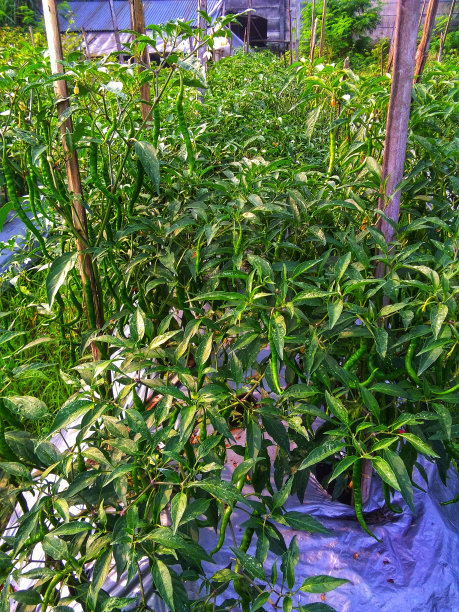 辣椒植物在花园里看起来非常肥沃图片下载