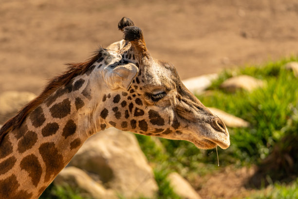 长颈鹿在动物园流口水图片下载