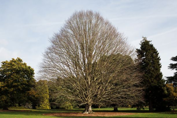 美丽的公园里秋天没有叶子的美丽的树图片下载