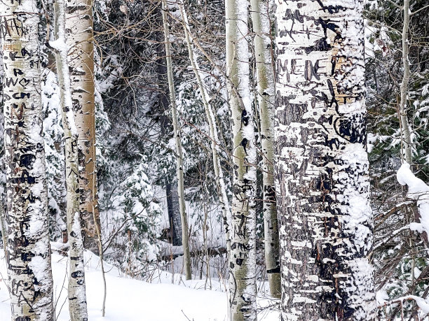 美丽的雪景图片下载