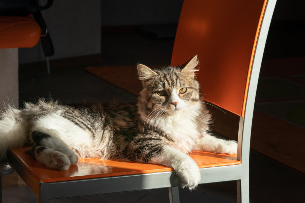 猫躺在一张橙色的椅子上晒太阳图片下载