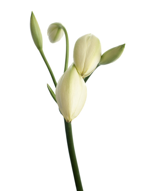 花，纳塔尔百合，白色背景上孤立的白百合图片下载