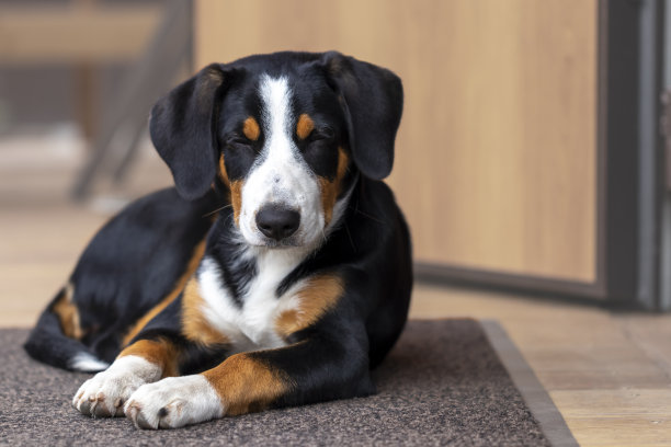 一只恩特布彻森嫩猎犬品种的狗躺在阳台上睡着了。图片下载
