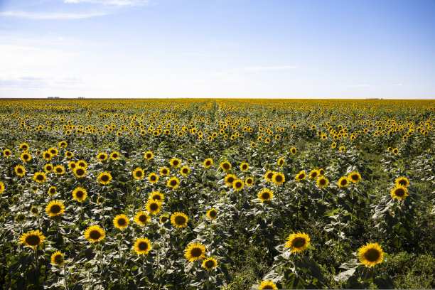 向日葵田景观特写图片下载