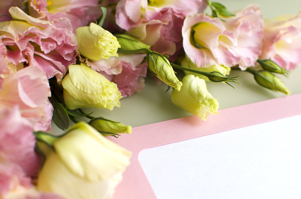 花蕾乌桕花的花蕾图片下载