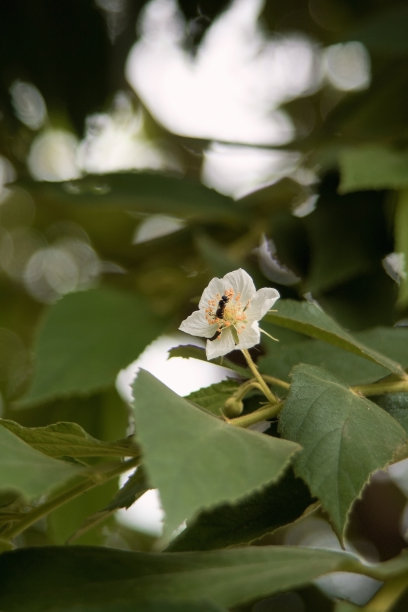 虫花友谊图片下载