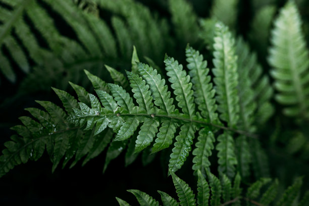 森林里的天然绿色蕨类植物。美丽的自然背景与年轻的绿色蕨类叶子。概念设计。俯视图图片下载