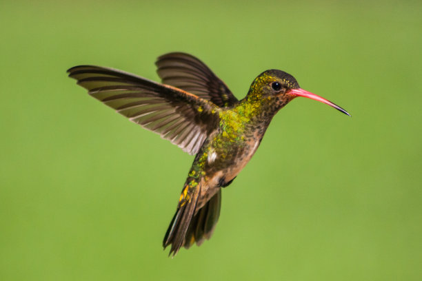蜂鸟飞行图片下载