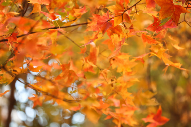 秋天树叶茂盛，枫叶为背景图片下载