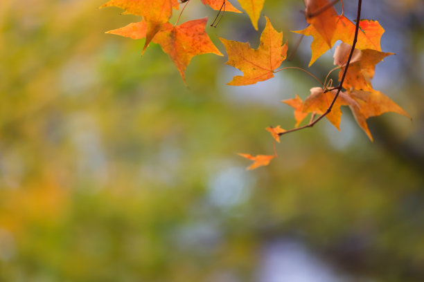秋天树叶茂盛，枫叶为背景图片下载
