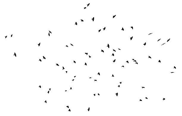 一群群鸟在白色的天空背景下飞翔图片下载