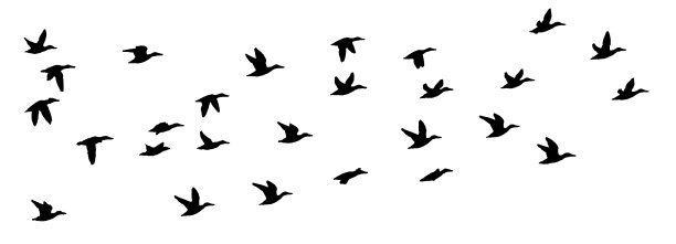 一群群鸟在白色的天空背景下飞翔图片下载