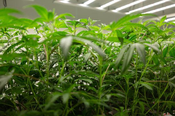 在LED灯下生长的叶状大麻植物图片下载