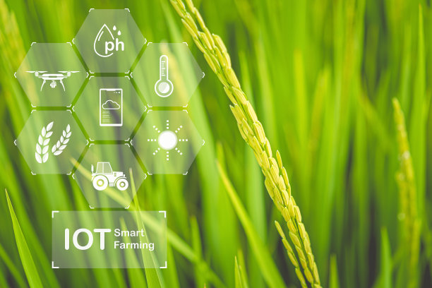 物联网农业水田植物图片下载