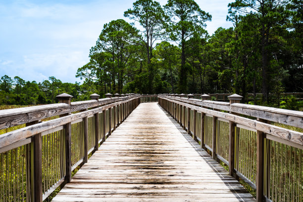 沼泽上的小路图片下载