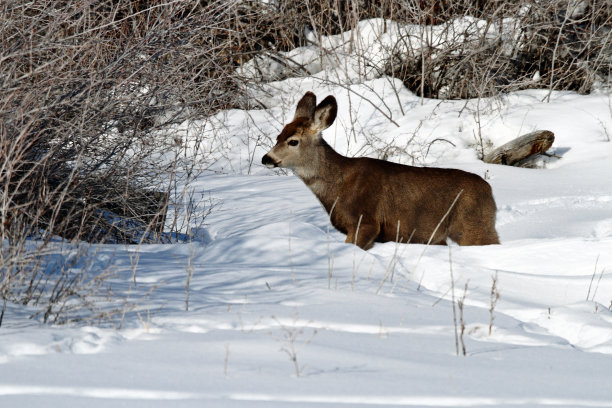黑尾鹿图片下载