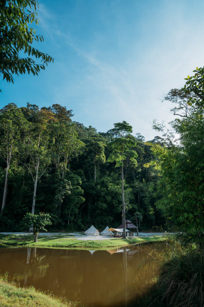 露营生活。湖边雨林中的露营帐篷图片下载