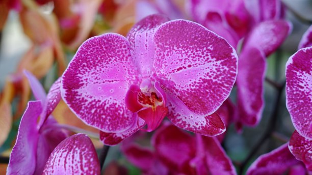 蝴蝶兰，蝴蝶兰，月兰，飞蛾兰。图片下载