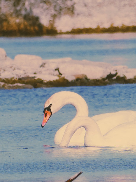 一对天鹅图片下载