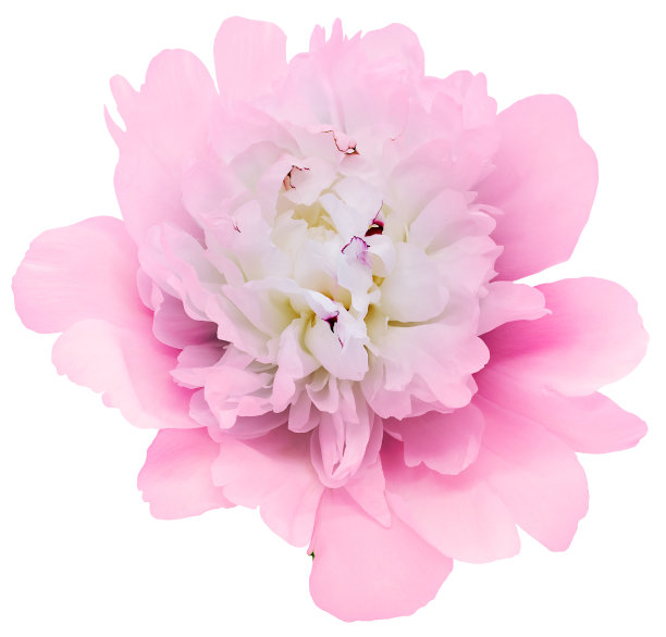 粉色牡丹花在白色孤立的背景与修剪路径。特写镜头。为设计。大自然。图片下载