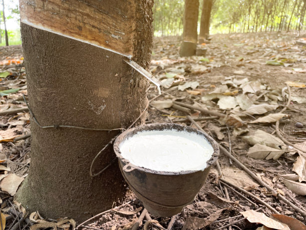村民农场的橡胶生产。图片下载