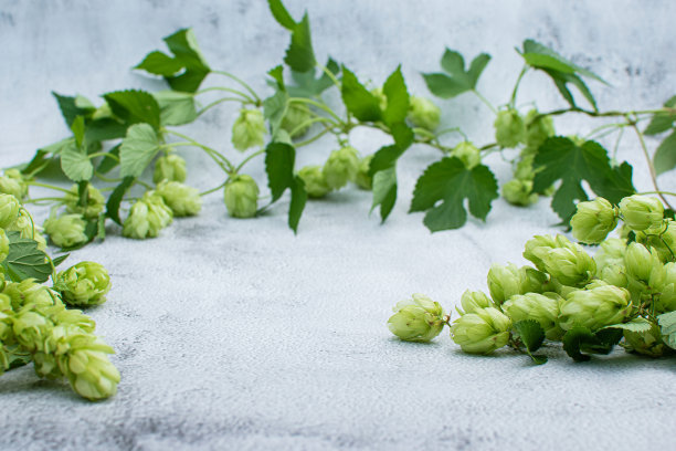 前视图的跳枝与叶子和花框架在灰色背景复制空间。图片下载