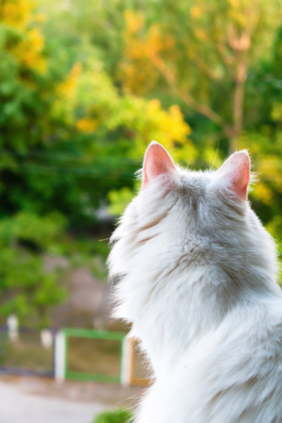 可爱的白色毛绒绒的可爱的猫喜欢躺在家里的窗户上温暖的日落傍晚的阳光。在房子窗台上安详沉思地晒着日光浴的家养宠物画像图片下载
