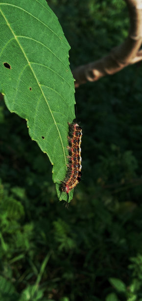 可爱的毛毛虫图片下载