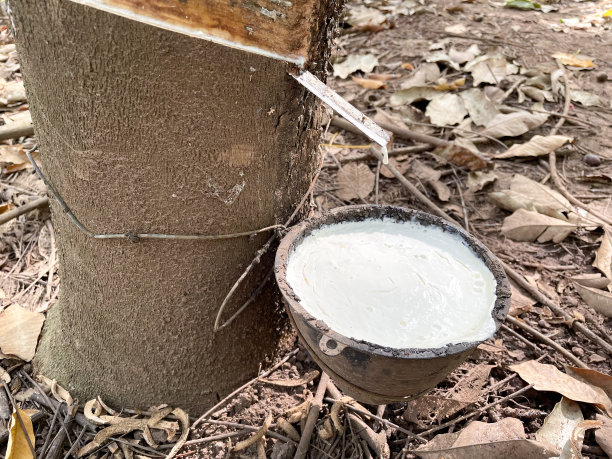 村民农场的橡胶生产。图片下载