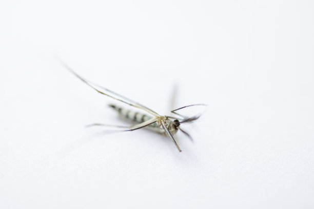 双翅目按蚊和蚊幼虫。图片下载