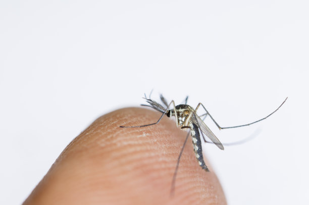 双翅目按蚊和蚊幼虫。图片下载