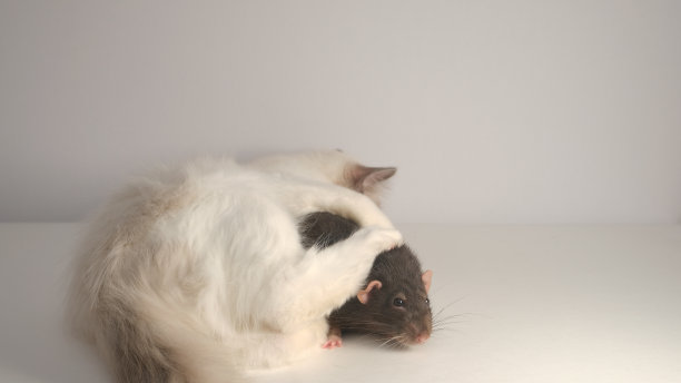 可爱的白毛猫和黑猫。布偶猫小猫。图片下载