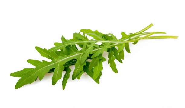 新鲜的芝麻菜图片下载