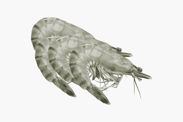 白色背景上的生虾图片下载