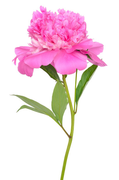 牡丹花朵图片下载