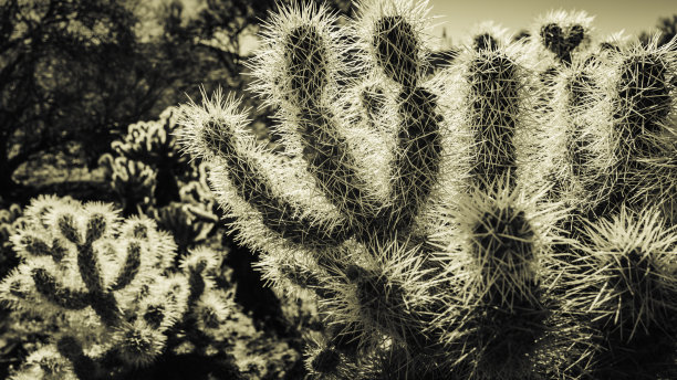 全罗仙人掌丛特写图片下载