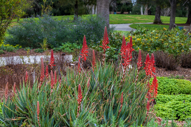 春天的加州大学戴维斯植物园图片下载