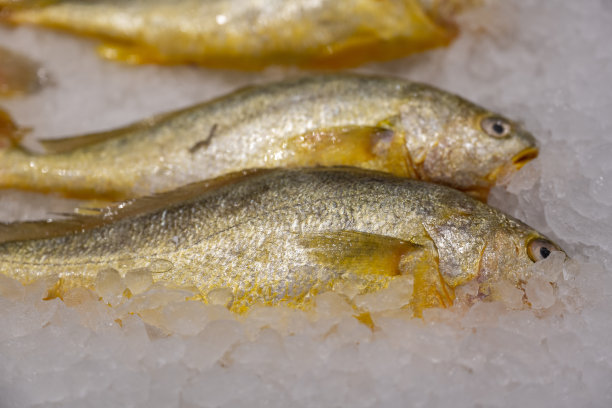 超市里各种各样的海鱼图片下载