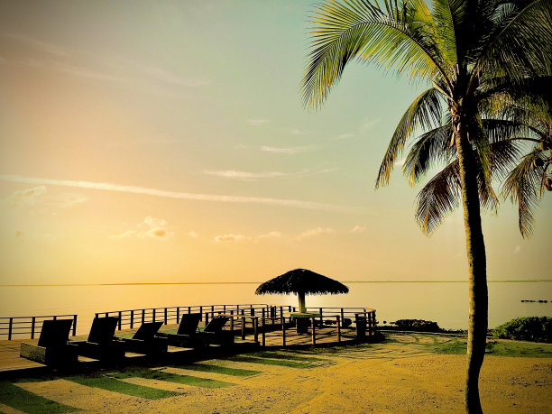 沿着棕榈树散步的躺椅图片下载