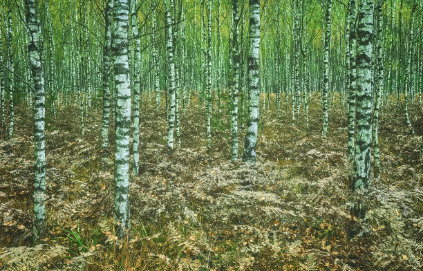 图片桦树林，调色应用。图片下载