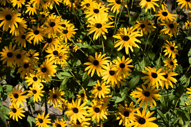 一束黄色的向日葵花图片下载